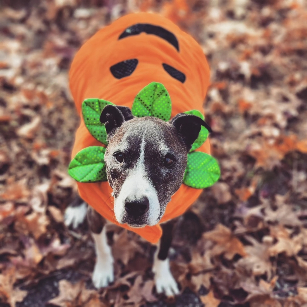 Pumpkin dog costume